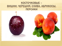 К открытому уроку в 5 классе на тему: «значение овощей и фруктов в питании человека.», слайд 32