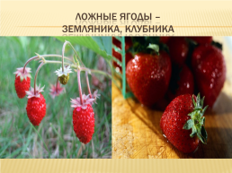 К открытому уроку в 5 классе на тему: «значение овощей и фруктов в питании человека.», слайд 42