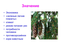 Урок: «голосеменные растения», слайд 18