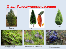 Урок: «голосеменные растения», слайд 7