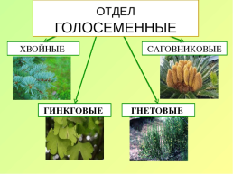 Урок: «голосеменные растения», слайд 9