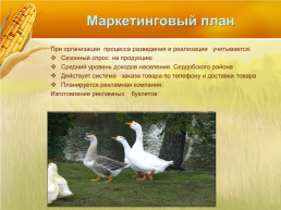 Бизнес план организация мини фермы по выращиванию гусей, слайд 15
