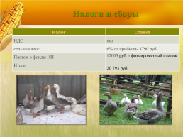 Бизнес план организация мини фермы по выращиванию гусей, слайд 22