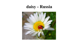 Flower and animal symbols of the uk and russia, слайд 11