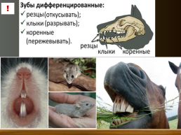 Млекопитающие. Общая характеристика. Происхождение и многообразие, слайд 23