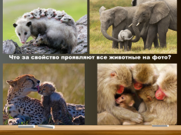 Млекопитающие. Общая характеристика. Происхождение и многообразие, слайд 27