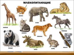 Млекопитающие. Общая характеристика. Происхождение и многообразие, слайд 34