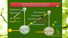 Интегрированный урок по биологии и химии по теме Чудо фотосинтеза. 10-й класс, слайд 11