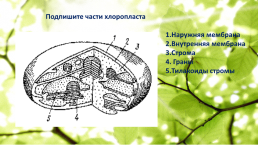 Интегрированный урок по биологии и химии по теме Чудо фотосинтеза. 10-й класс, слайд 9