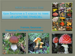 Открытый урок биологии на тему В царстве грибов. 5-й класс, слайд 1