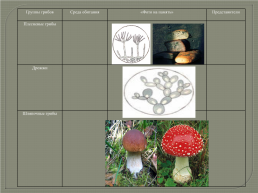 Открытый урок биологии на тему В царстве грибов. 5-й класс, слайд 12