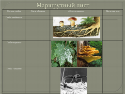 Открытый урок биологии на тему В царстве грибов. 5-й класс, слайд 13