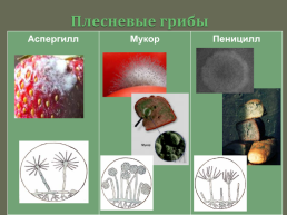 Открытый урок биологии на тему В царстве грибов. 5-й класс, слайд 14