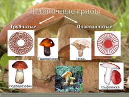 Открытый урок биологии на тему В царстве грибов. 5-й класс, слайд 17