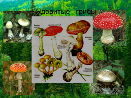 Открытый урок биологии на тему В царстве грибов. 5-й класс, слайд 21