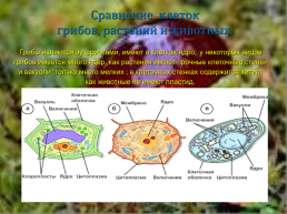 Открытый урок биологии на тему В царстве грибов. 5-й класс, слайд 8