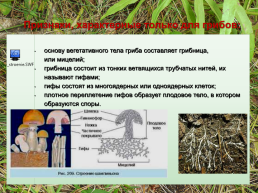 Открытый урок биологии на тему В царстве грибов. 5-й класс, слайд 9