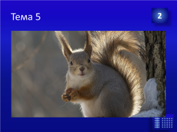 Интеллектуальная викторина «Дикие животные наших лесов» по мотивам телевизионной игры «Своя игра», слайд 55