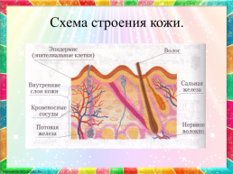 Урок окружающего мира по теме Кожа. Строение и функции кожи, слайд 15