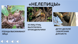 Конспект занятия в средней группе Перелетные птицы, слайд 10