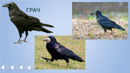 Конспект занятия в средней группе Перелетные птицы, слайд 2