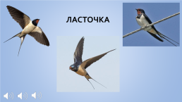 Конспект занятия в средней группе Перелетные птицы, слайд 3