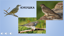 Конспект занятия в средней группе Перелетные птицы, слайд 4