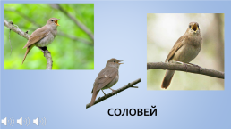 Конспект занятия в средней группе Перелетные птицы, слайд 6