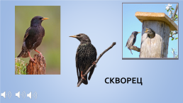 Конспект занятия в средней группе Перелетные птицы, слайд 7