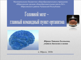 Головной мозг – главный командный пункт организма