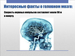 Головной мозг – главный командный пункт организма, слайд 10