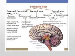 Головной мозг – главный командный пункт организма, слайд 14