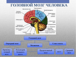 Головной мозг – главный командный пункт организма, слайд 15