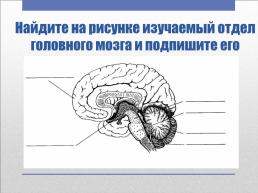Головной мозг – главный командный пункт организма, слайд 16