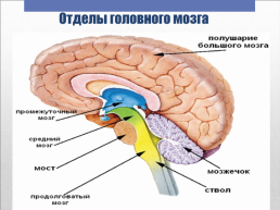 Головной мозг – главный командный пункт организма, слайд 17