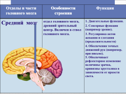 Головной мозг – главный командный пункт организма, слайд 22