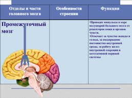 Головной мозг – главный командный пункт организма, слайд 23
