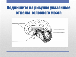 Головной мозг – главный командный пункт организма, слайд 25