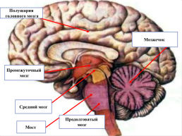 Головной мозг – главный командный пункт организма, слайд 27