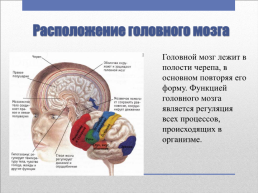 Головной мозг – главный командный пункт организма, слайд 5
