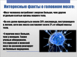 Головной мозг – главный командный пункт организма, слайд 6