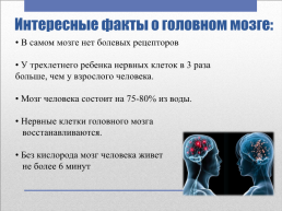 Головной мозг – главный командный пункт организма, слайд 7