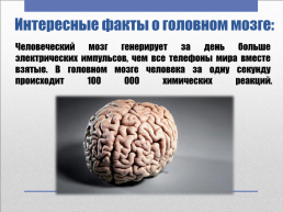 Головной мозг – главный командный пункт организма, слайд 9