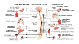 Урок на тему «Соматический и вегетативный отделы нервной системы», слайд 12