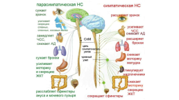 Урок на тему «Соматический и вегетативный отделы нервной системы», слайд 13