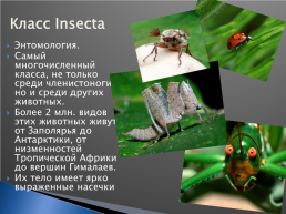 «Крылатые корсары». Внешнее строение насекомых. 7-й класс, слайд 2