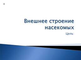 «Крылатые корсары». Внешнее строение насекомых. 7-й класс, слайд 5