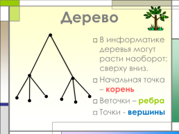 Урок информатики в 1-м классе на тему «Понятие Дерево», слайд 20