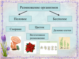 Урок по биологии Строение цветка