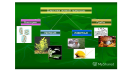 Презентация к уроку по биологии Вирусы. 10-й класс, слайд 12